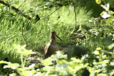 Obi Woodcock (Scolopax rochussenii)