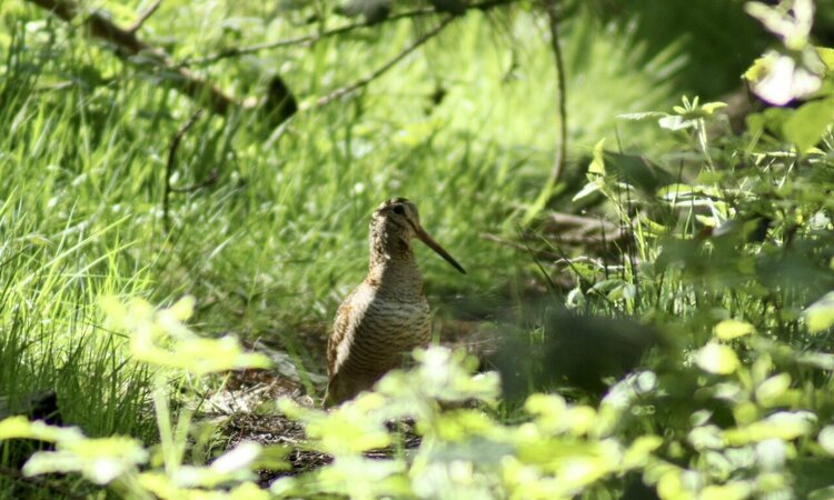 Obi Woodcock (Scolopax rochussenii)