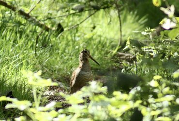 Obi Woodcock (Scolopax rochussenii)