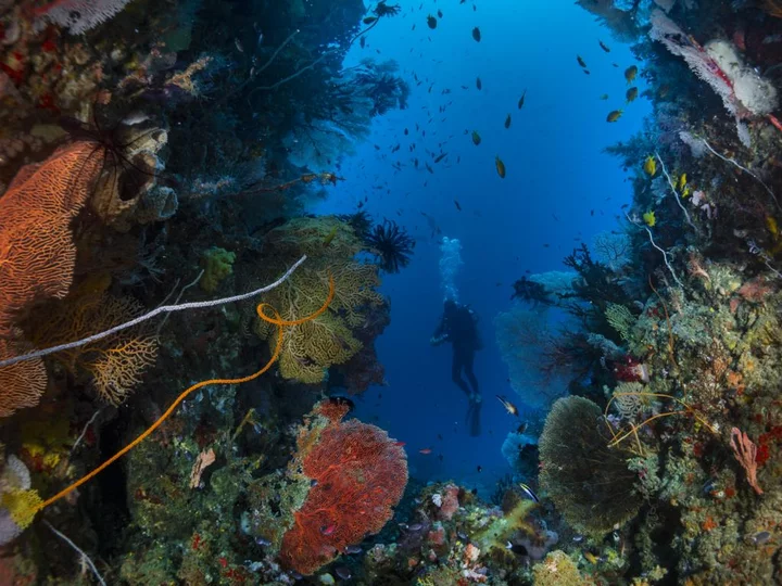 Divers among picturesque corals: dive, Tompotika Dive Lodge, east side Central Sulawesi