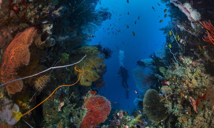 Divers among picturesque corals: dive, Tompotika Dive Lodge, east side Central Sulawesi