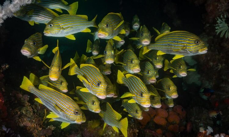 Gelb-schwarz gestreifte Fische bei Tauchausflug: Tompotika Dive Lodge