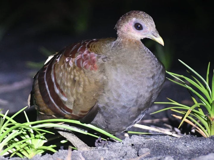 Moluccan Scrubfowl, auch Wallace Scrubfowl (Eulipoa wallacei)