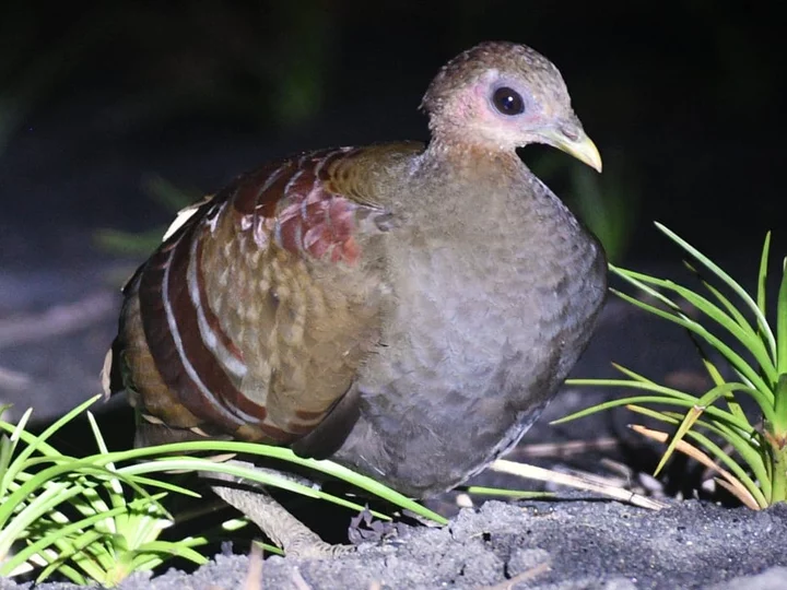 Moluccan Scrubfowl, auch Wallace Scrubfowl (Eulipoa wallacei)