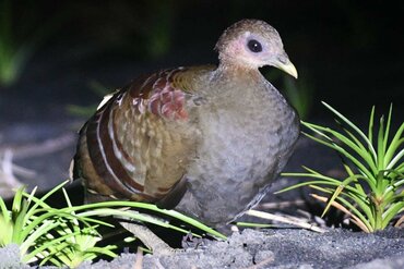 Moluccan Scrubfowl, auch Wallace Scrubfowl (Eulipoa wallacei)
