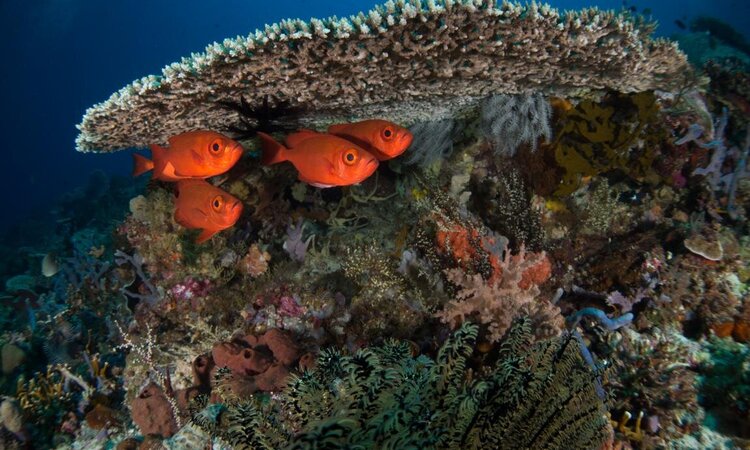 Rote Fische unter Korallen: Siladen Resort & Spa, Sulawesi