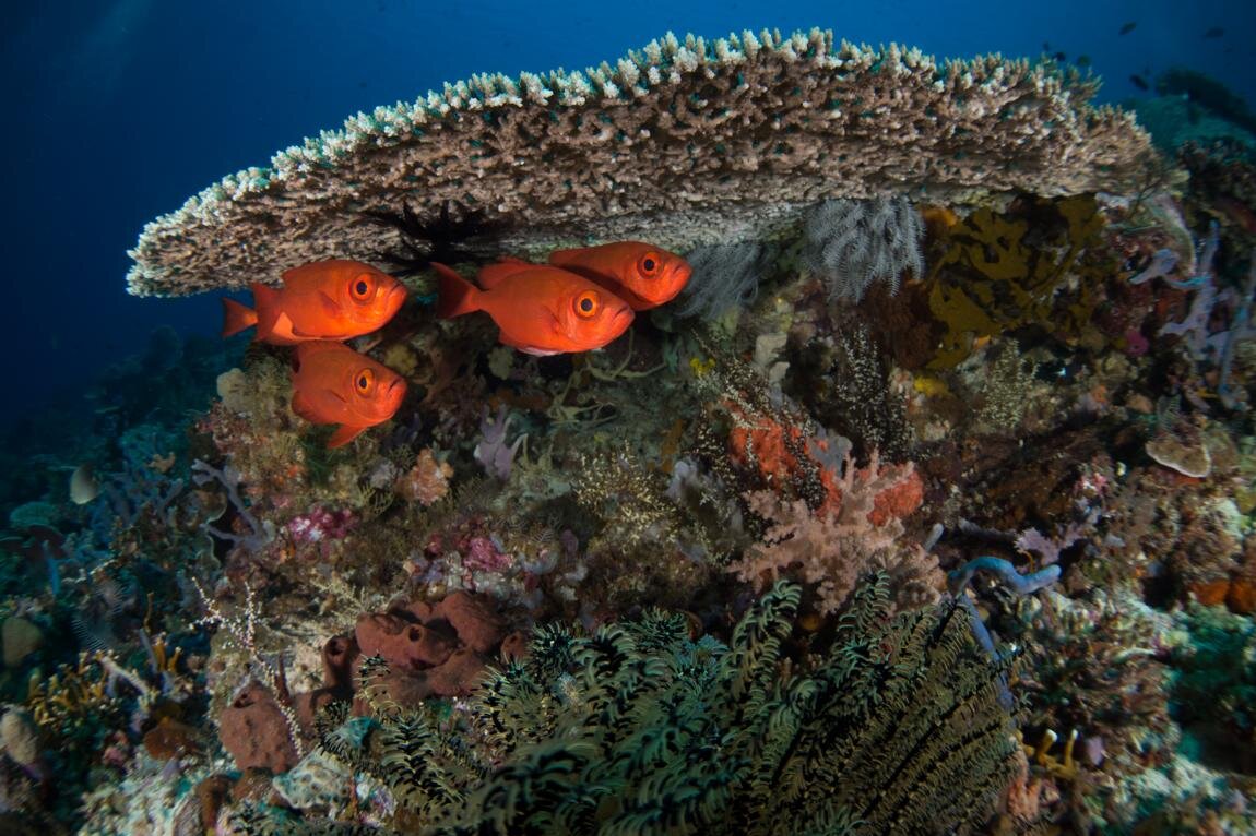 Rote Fische unter Korallen: Siladen Resort & Spa, Sulawesi