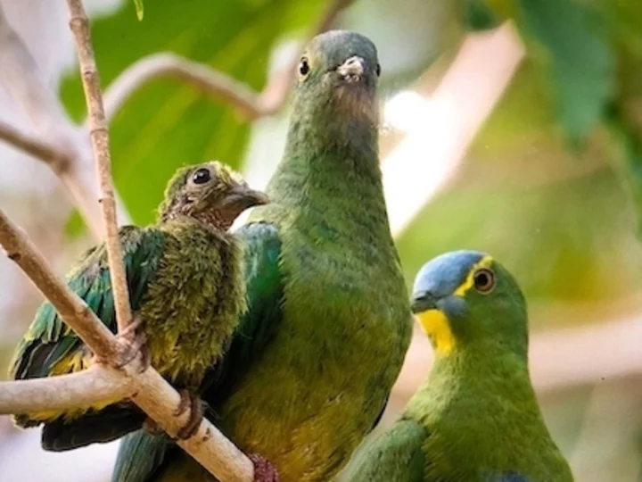 Blue Capped Fruit Dove I Blaukappen Fruchttaube (Ptilinopus monacha)