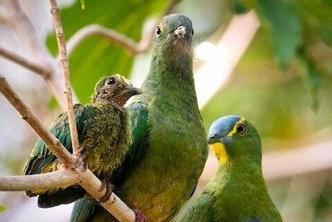 Molukkische blaue Fruchttaube I Moluccan blue-capped fruit dove (Ptilinopus monachal) 