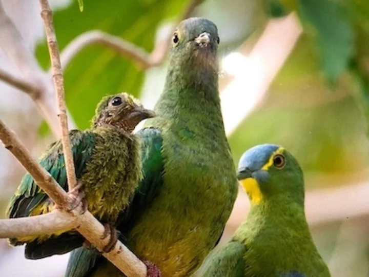 Molukkische blaue Fruchttaube I Moluccan blue-capped fruit dove (Ptilinopus monachal) 