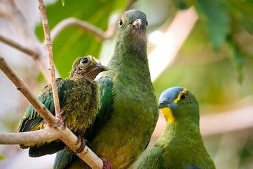 Blue Capped Fruit Dove I Blaukappen Fruchttaube (Ptilinopus monacha) 