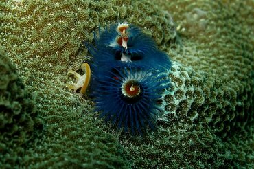 Indonesien, Korallendreieck: Dunkelblaue Meeresschnecke I Indonesia, Coral Triangle: Dark blue sea snail