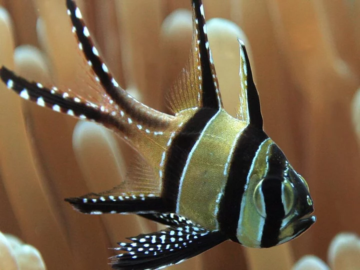 Sulawesi, Gangga Island Resort & Spa: Diving with yellow-black fish