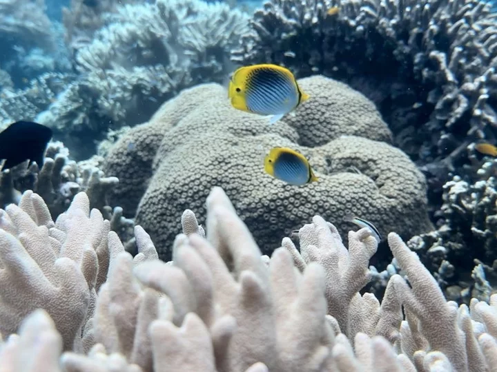 Moluccas, Morotai: Two yellow-blue fish in front of corals