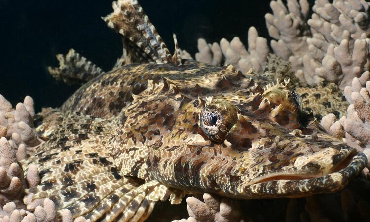 Diving experience with grey-brown fish, Gangga Island Resort & Spa