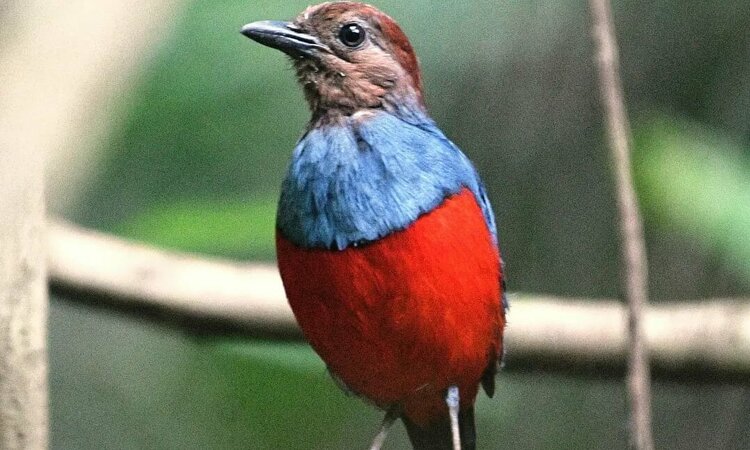 North Moluccan Red.bellied Pitta (Erythropitta rufiventris)