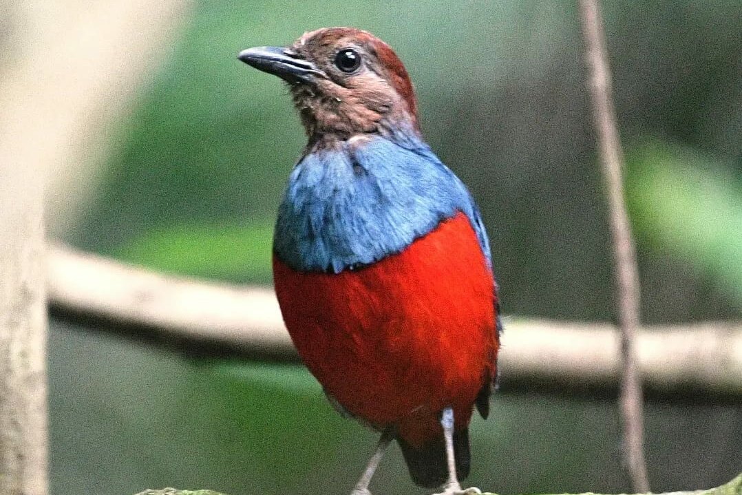 North Moluccan Red-bellied Pitta (Erythropitta rufiventris)