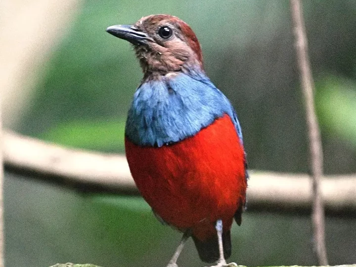 North Moluccan Red-bellied Pitta (Erythropitta rufiventris)