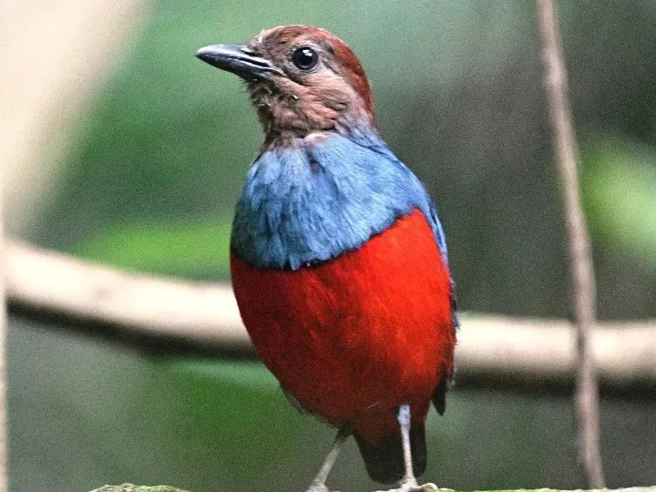 North Moluccan Red.bellied Pitta (Erythropitta rufiventris)