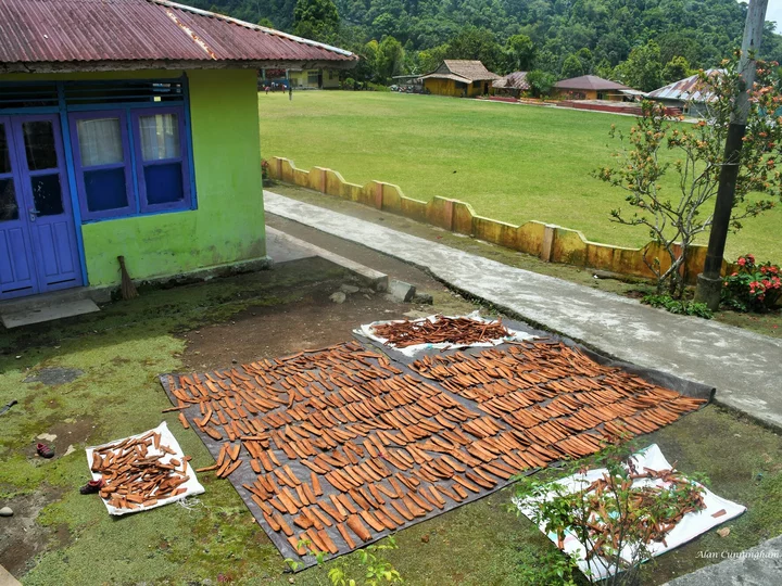 Moluccas - Spice Islands: Tidore cinammon