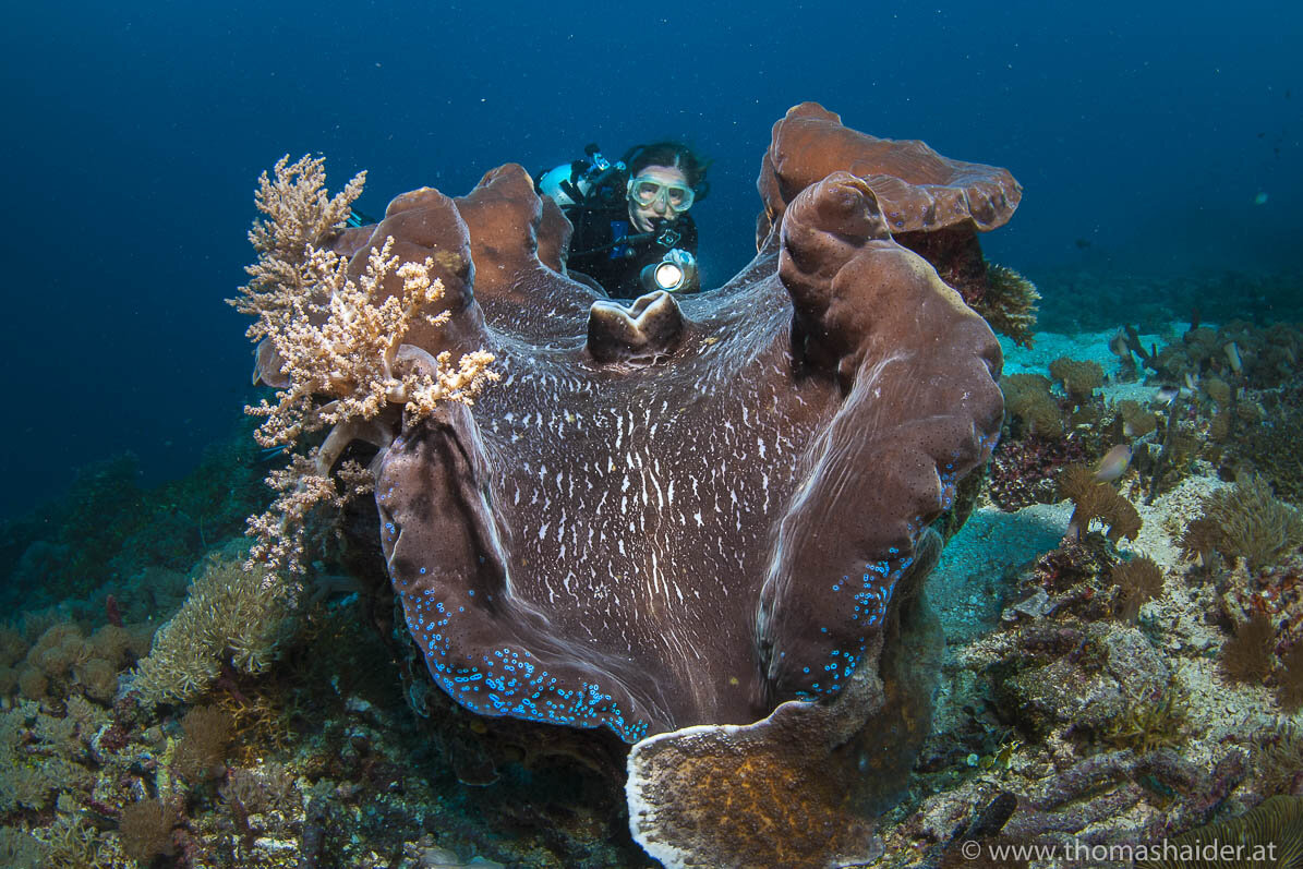 Raja Ampat: Giant Clam