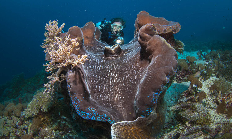 Raja Ampat: Giant Clam