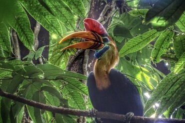 Sulawesi, Tangkoko Nationalpark: Knobbed Hornbill (Rhyticeros Cassidix)