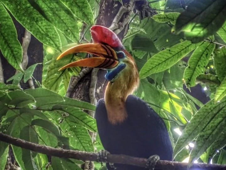 Sulawesi Knobbed Hornbill (Rhyticeros Cassidix)