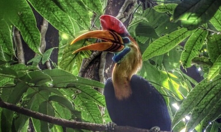 Sulawesi, Tangkoko Nationalpark: Helmhornvogel (Rhyticeros Cassidix)