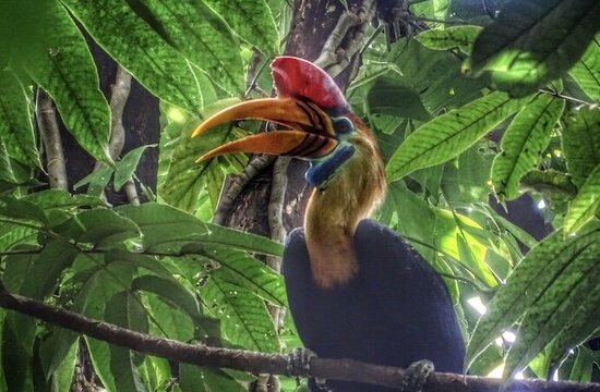 Sulawesi, Tangkoko Nationalpark: Knobbed Hornbill (Rhyticeros Cassidix)