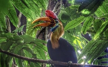 Sulawesi Knobbed Hornbill (Rhyticeros Cassidix)