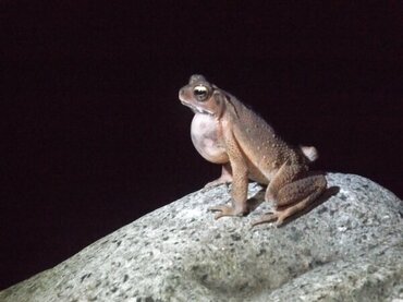 Sulawesi: Kröte im Bogani Nani Wartabone Nationalpark