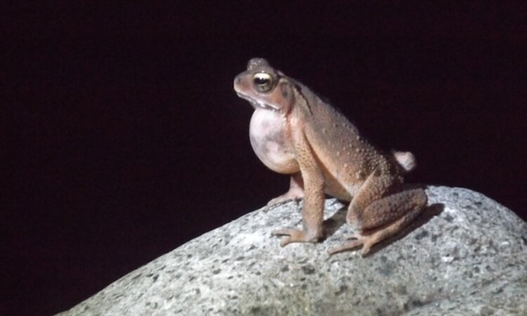 Sulawesi: Toad in Bogani Nani Wartabone National Park