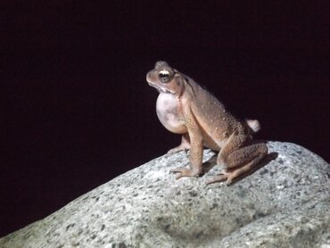 Sulawesi: Toad in Bogani Nani Wartabone National Park