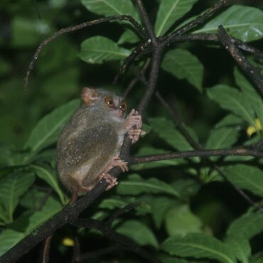 Tangkoko National Park: Sulawesi Tarsier
