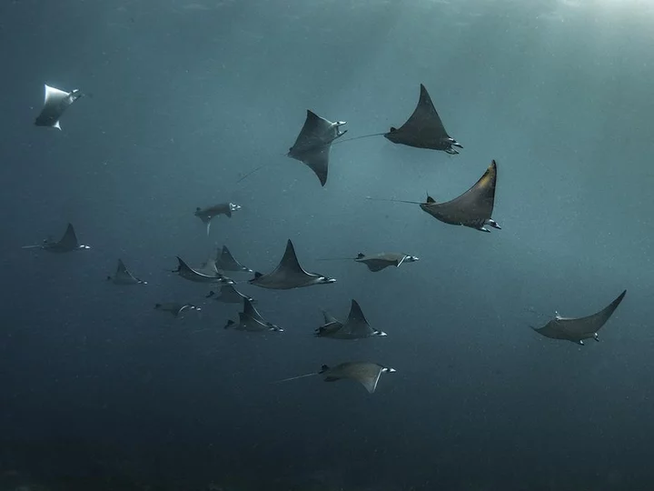 Diving with Mobula Rays: Tompotika Dive Lodge, East Sulawesi