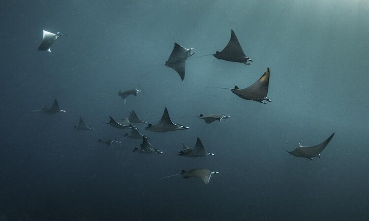 Diving with Mobula Rays: Tompotika Dive Lodge, East Sulawesi