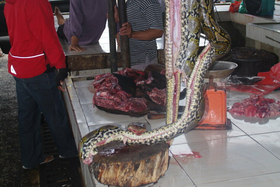 Sulawesi: Eine Python steht zum Verkauf auf Tomohons Pasar Ekstrim