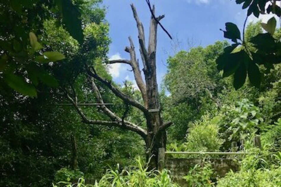 Molukken Gewürzinsel Ternate: Cengkeh Afo, der älteste Nelkenbaum der Welt