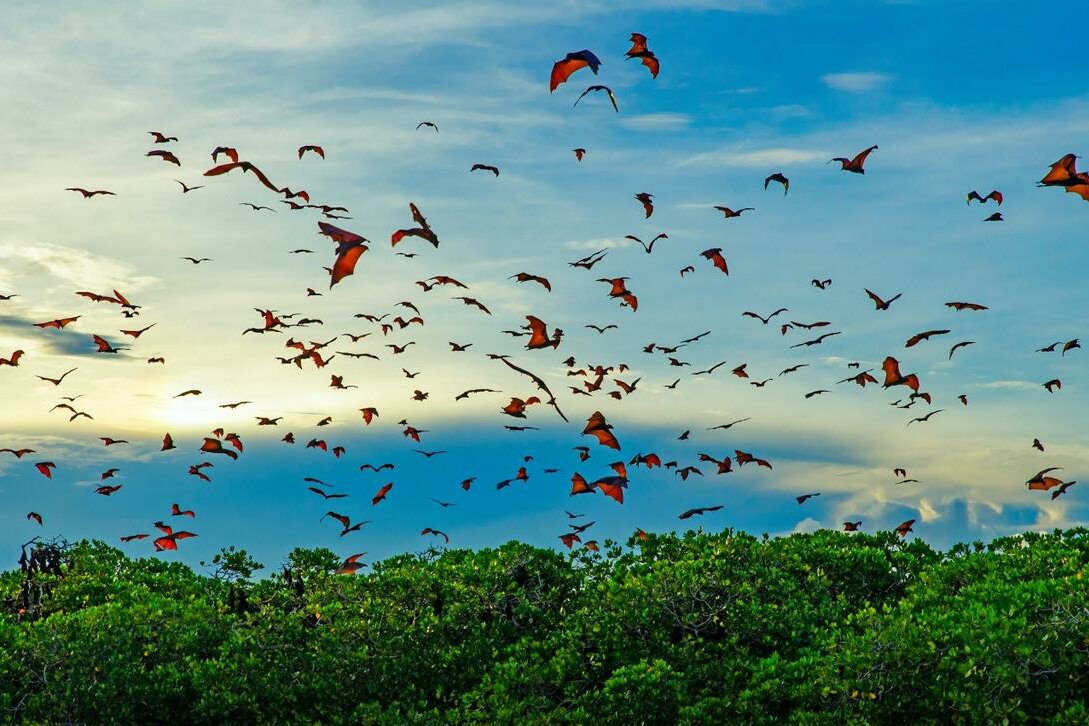 Zwischen Flores und Komodo: Aktive Fledermauskolonie 