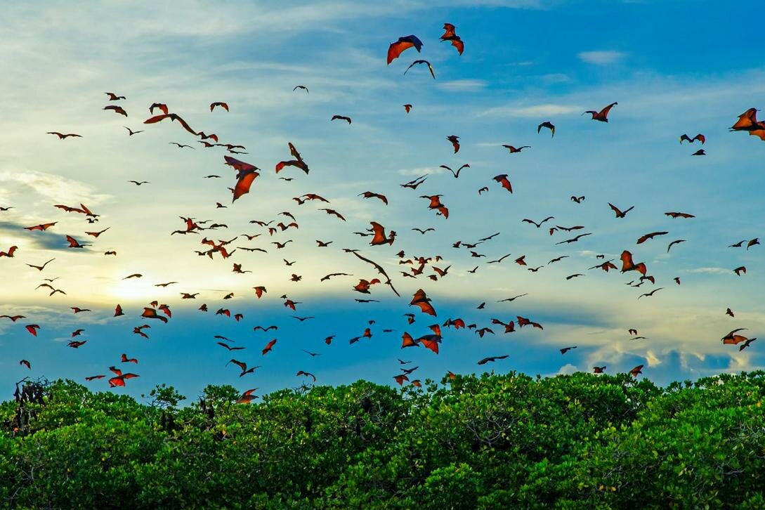 Between Flores and Komodo: Active bat colony