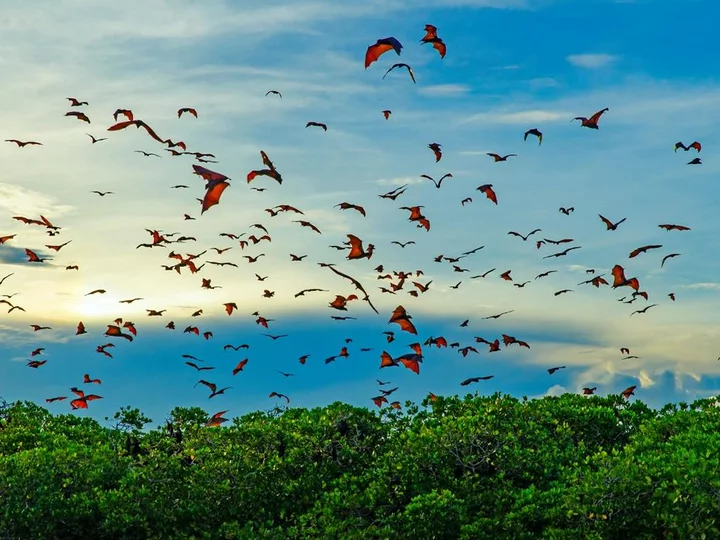 Between Flores and Komodo: Active bat colony