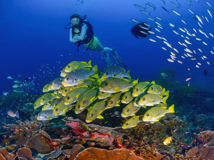 Papua Explorers Dive Resort: Diver with school of fish