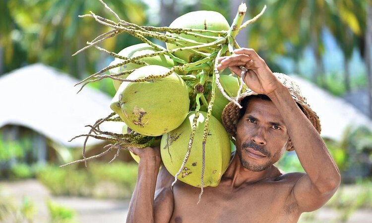 Flores Island, Coconut Garden Beach Resort: Local with coconuts