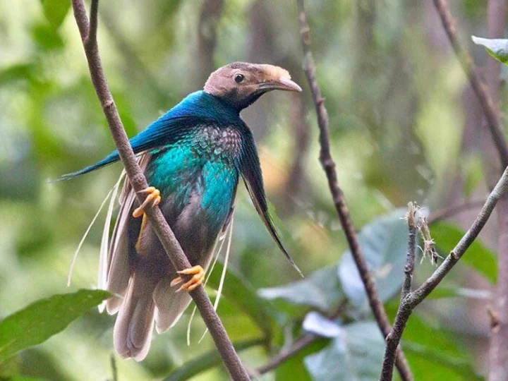 Molukken: Wallace Standard Wing (Halmahera Bird of Paradise)