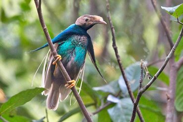 Indonesia: Halmahera Bird of Paradise alias Wallace Standardwing