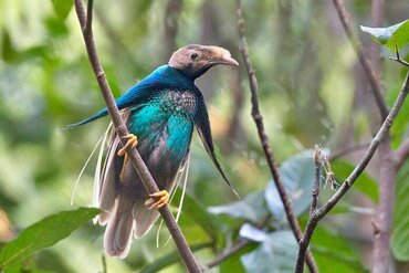 Molukken: Wallace Standard Wing (Halmahera Bird of Paradise)