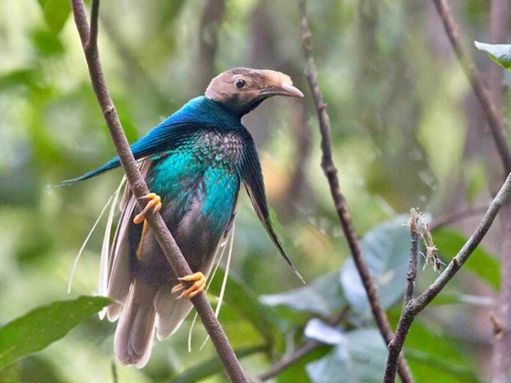 Moluccas: Wallace Standard Wing (Halmahera Bird of Paradise)