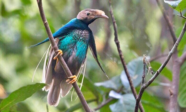 Indonesia: Halmahera Bird of Paradise alias Wallace Standardwing
