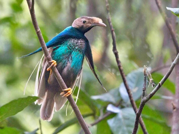 Indonesia: Halmahera Bird of Paradise alias Wallace Standardwing